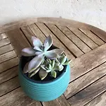 El Rincon De Tono